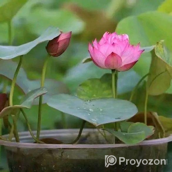 পদ্মফুলের বীজ