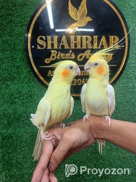 লোটিনো ককাটেইল টেম