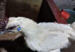 ছিল্কি মুরগি