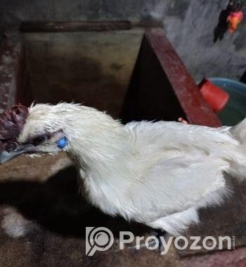 ছিল্কি মুরগি