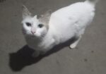 Cat For Sale