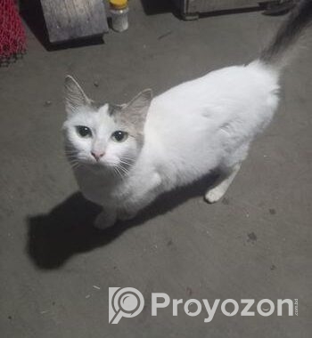 Cat For Sale