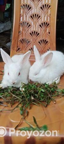 এক জোড়া খরগোশের বাচ্চা বিক্রি হবে