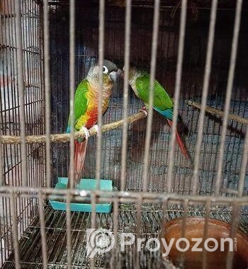 গ্ৰীণ চিক কণুই পাখি।