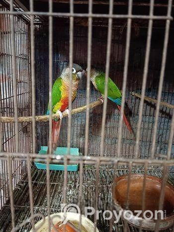 গ্ৰীণ চিক কণুই পাখি।