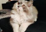 CALICO female persian