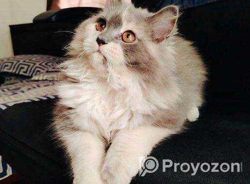 CALICO female persian