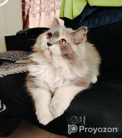 CALICO female persian