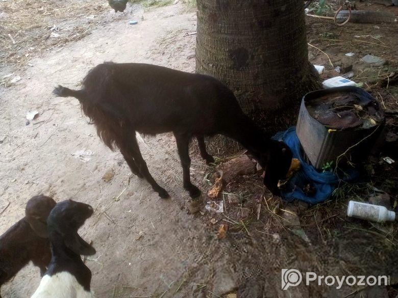 ছাগল সেল হবে।