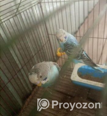 বাজিগার পাখি জোড়া