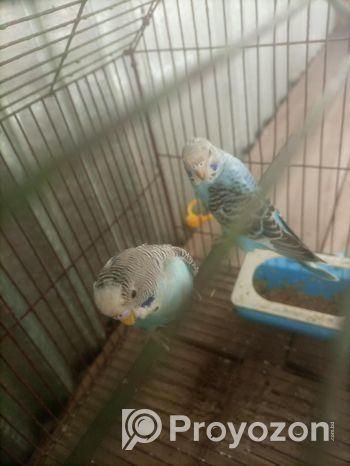 বাজিগার পাখি জোড়া