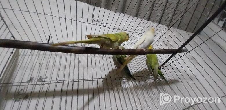 বাজরিগার পাখি বিক্রি করা হবে