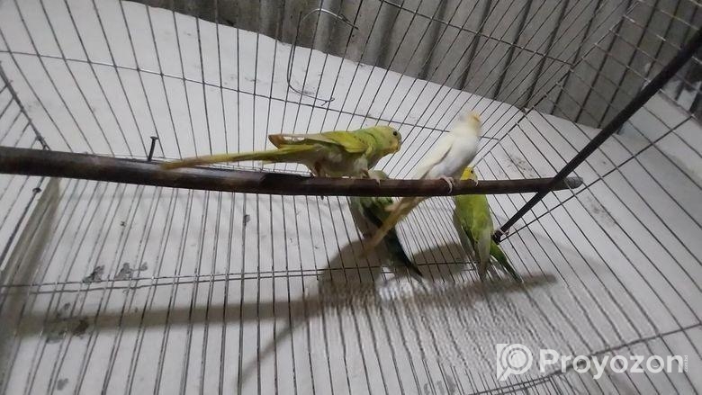 বাজরিগার পাখি বিক্রি করা হবে