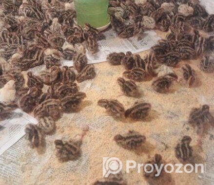 কোয়েল পাখির বাচ্চা