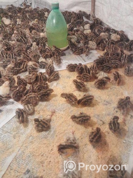 কোয়েল পাখির বাচ্চা