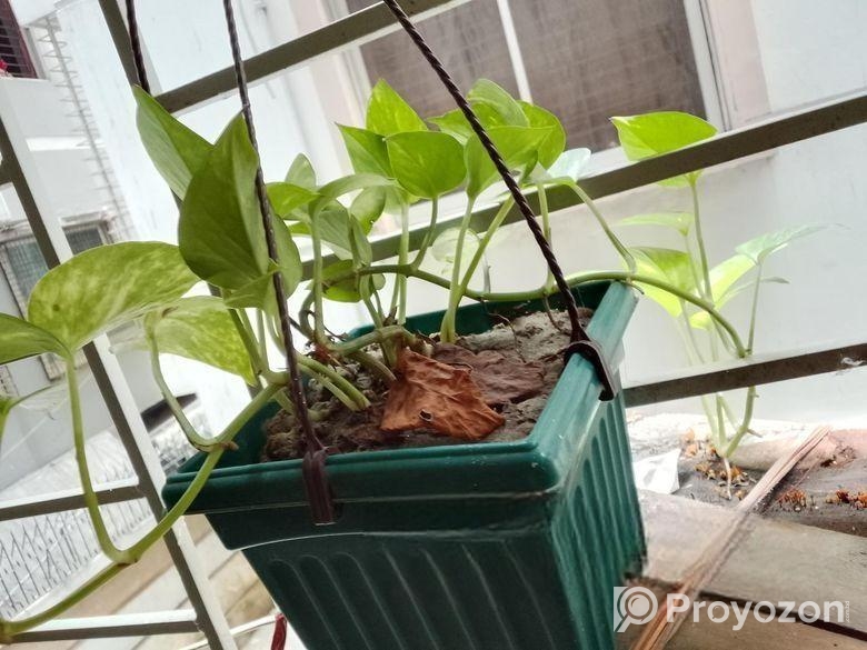 মানিপ্লান্ট