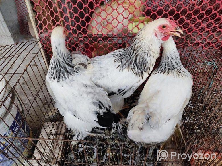 ৩ পিছ ৫ মাস বয়সি ব্রামাহা মুরগি জোড়া