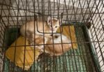 দেশি বিড়াল Adoption