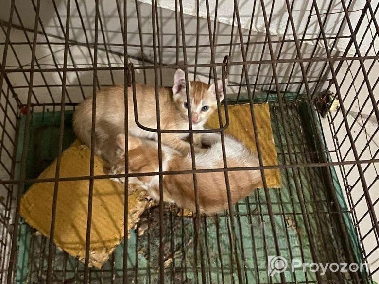 দেশি বিড়াল Adoption