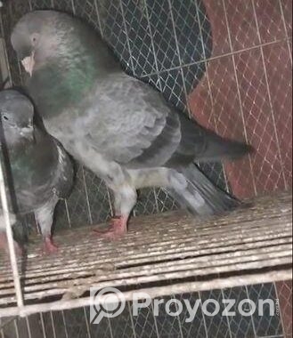 কবুতর বিক্রি করব