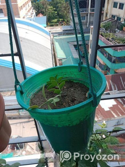 গাছ ও টপ