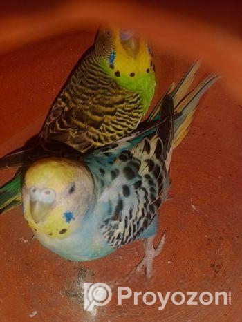 ডিম বাচ্চা করা বাজিকর