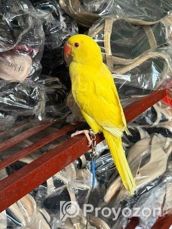 হলুদ টিয়া