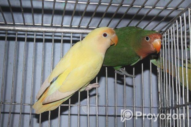 ক্রিমিনো & পিস ফেইস লাভবার্ড পেয়ার