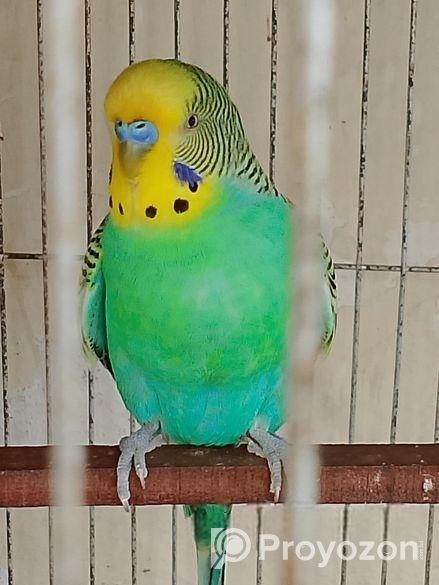 বাজিগার