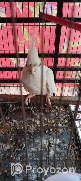 এলবিনো কোকাটেল এক্সচেঞ্জ করতে চাই