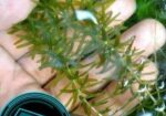 Hornwort, Denca Plant’s