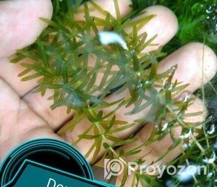 Hornwort, Denca Plant’s
