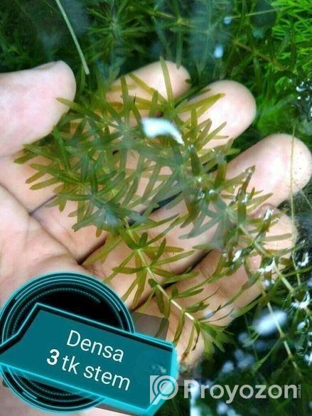 Hornwort, Denca Plant’s