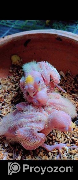 টেম সাইজ রোটিনো কোকাটাইল বেবি।