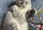 Pure Persian Cat