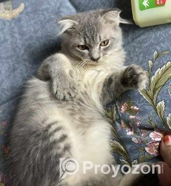 Pure Persian Cat