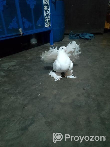 লক্ষা ফিমেল কবুতর