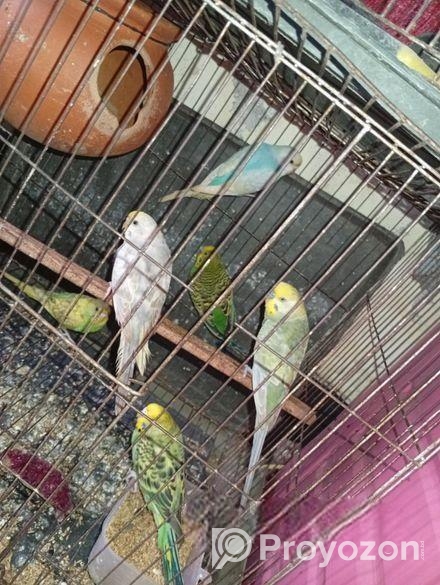 বাজিকর পাখি