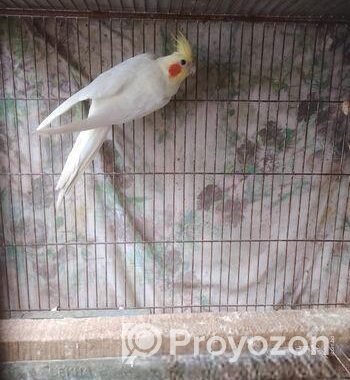 একপিস কোকাটেল মেল বিগসাইজ
