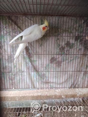 একপিস কোকাটেল মেল বিগসাইজ