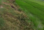 এক দাগে ৩ বিঘা জমি বিক্রয় করা হবে