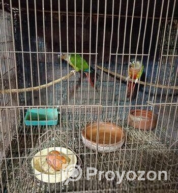 গ্ৰীণ চিক কণুই পাখি।