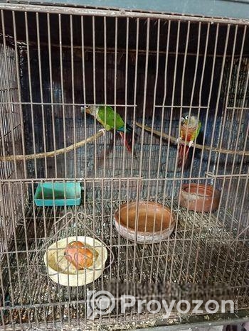 গ্ৰীণ চিক কণুই পাখি।