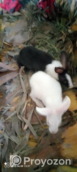 খরগোশ বিক্রি