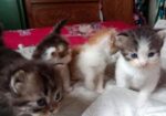 Full parsian 2.mas Male