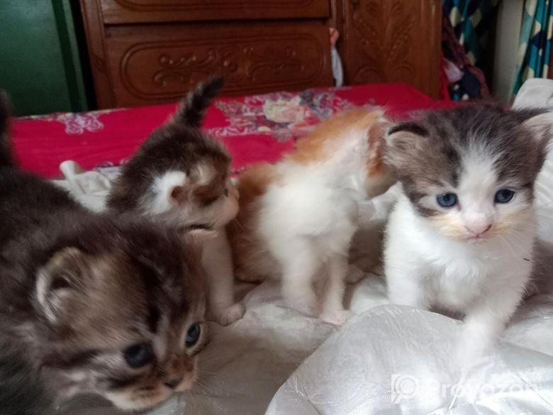 Full parsian 2.mas Male