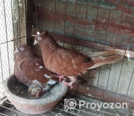 কবুতর বিক্রি হবে