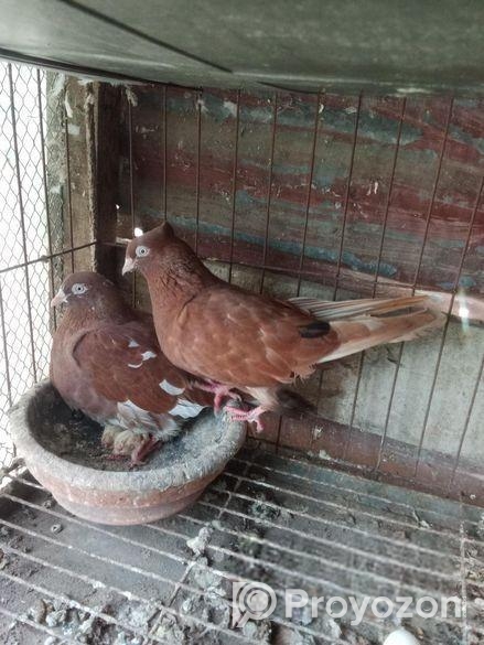 কবুতর বিক্রি হবে