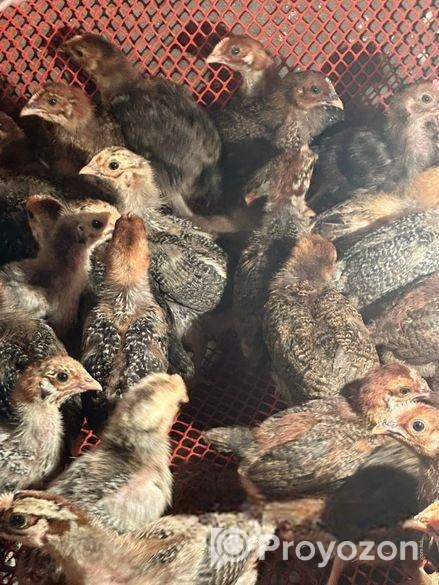 টাইগার এবং ফাওমির বাচ্চা