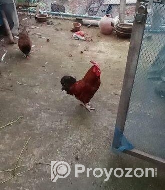 দেশি মোরগ